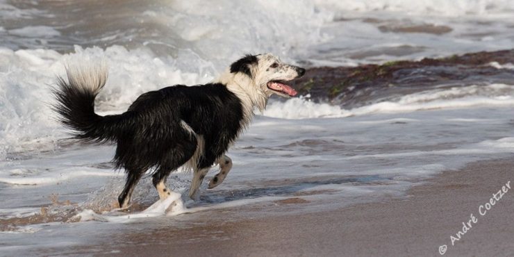 Cecelia’s Holiday Cottage (2)
