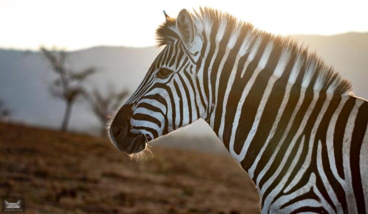 Indabushe Eco Lodge (6)