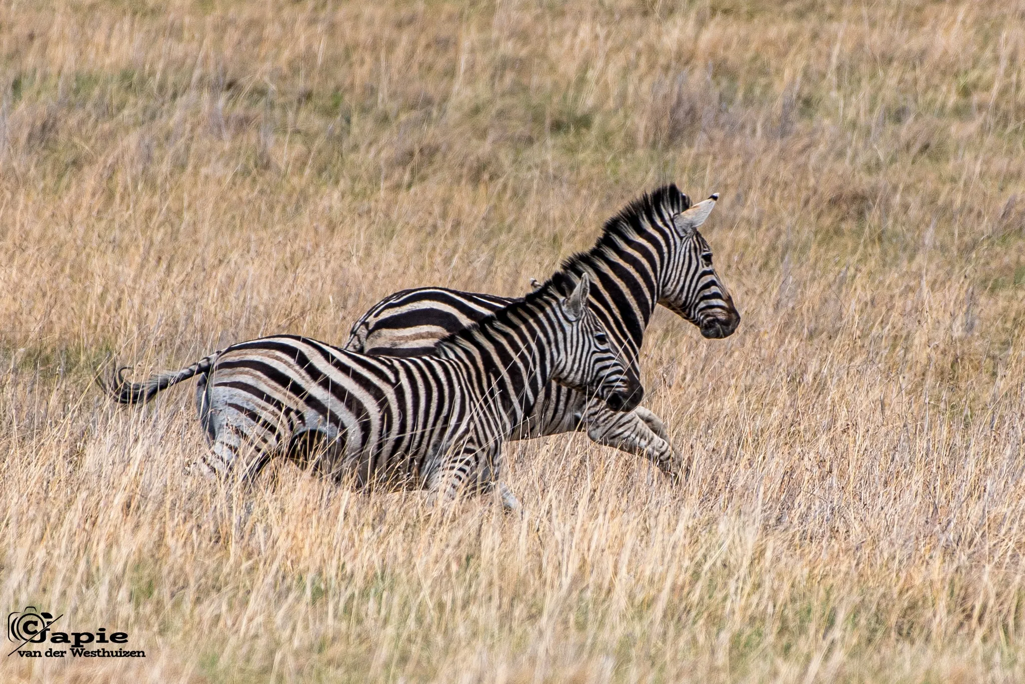 De Krantz Exclusive Wildlife Reserve (1)