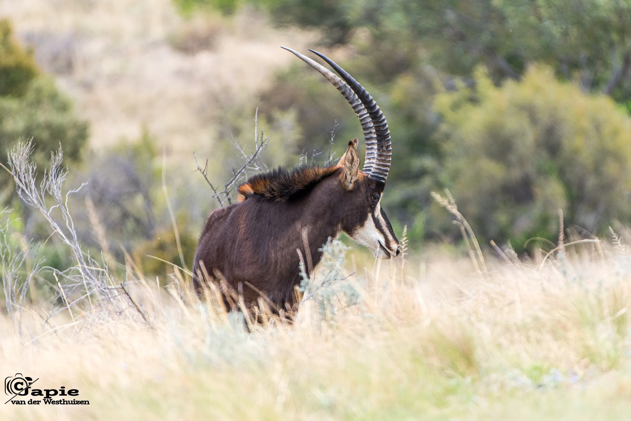 De Krantz Exclusive Wildlife Reserve (2)