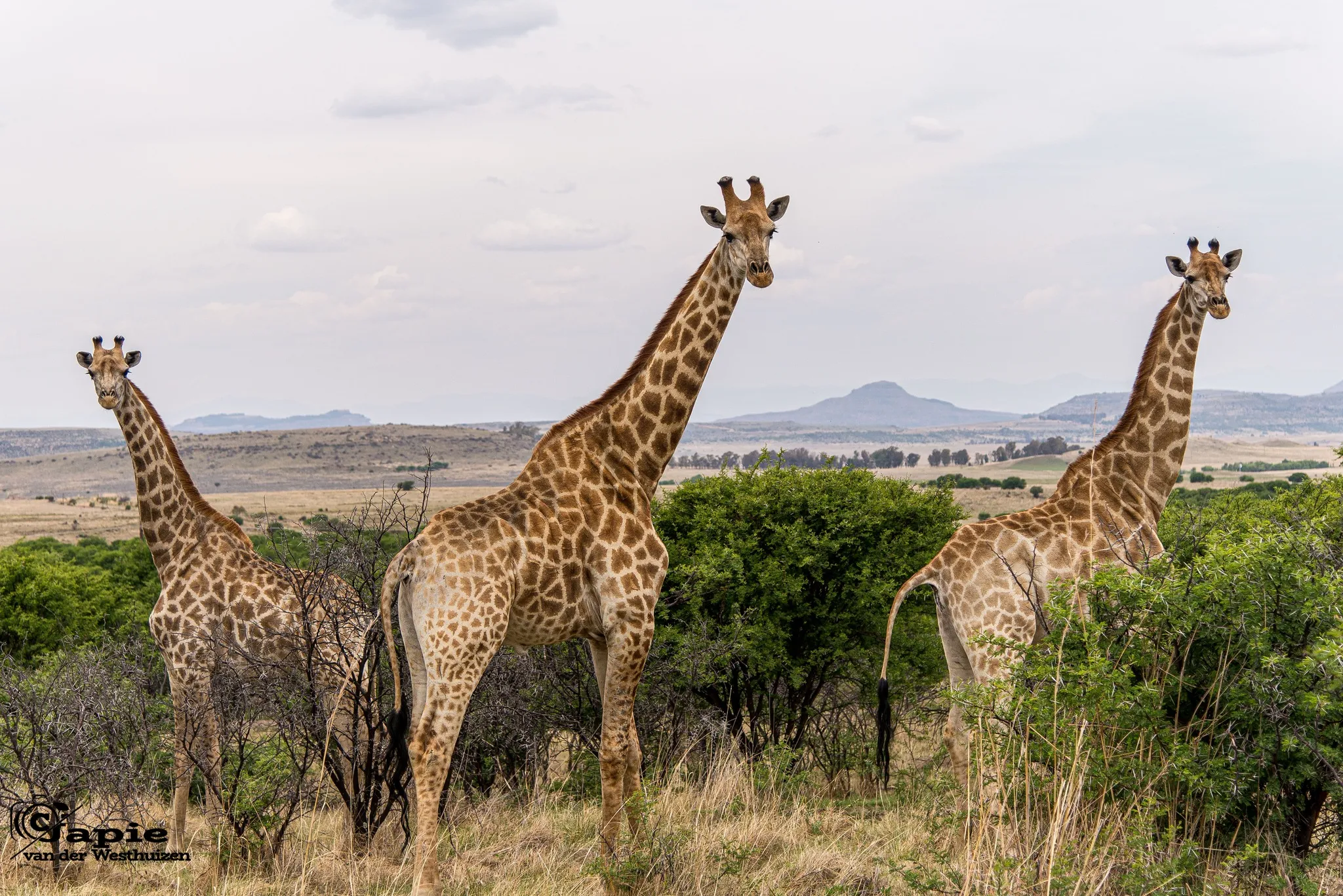 De Krantz Exclusive Wildlife Reserve (4)