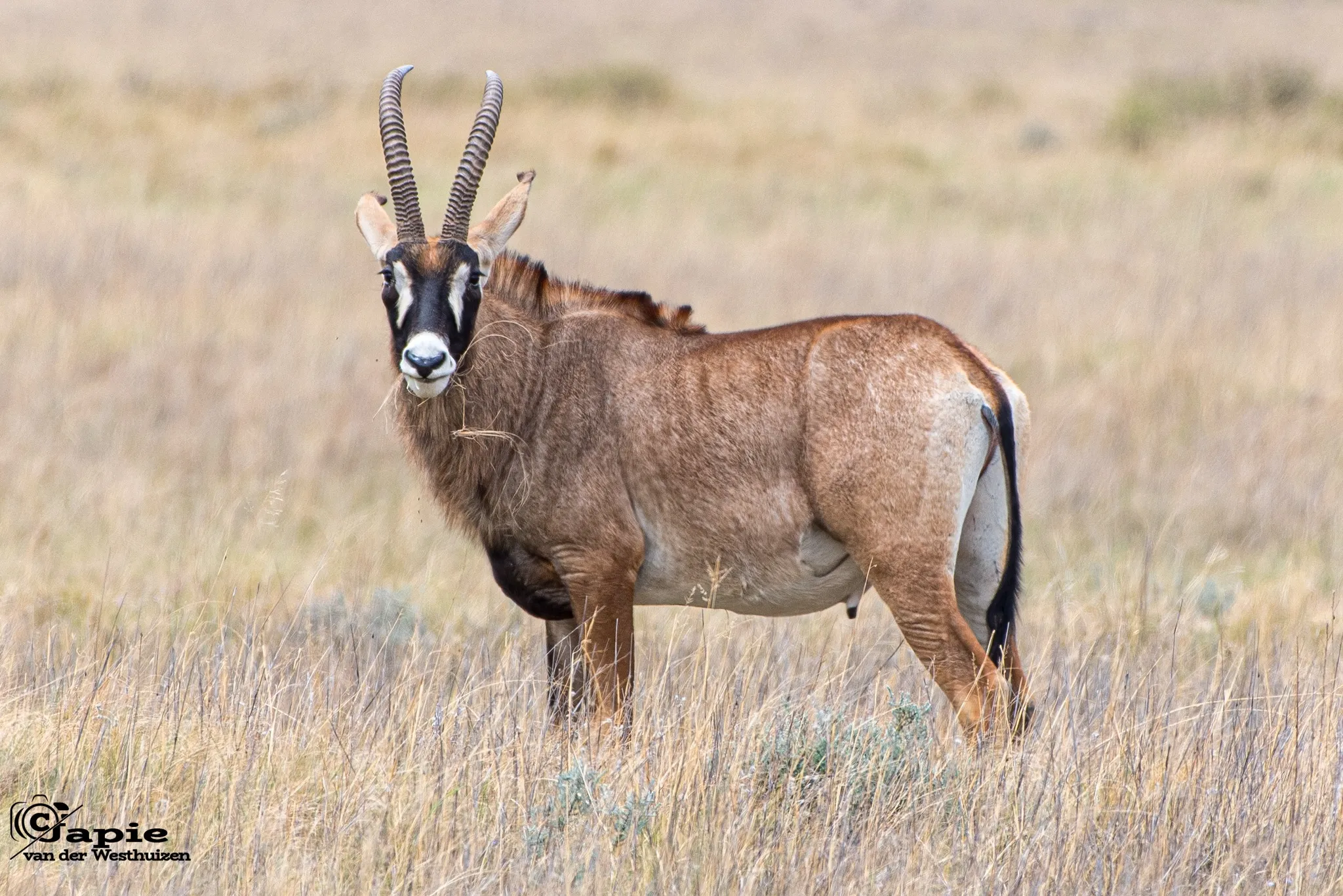 De Krantz Exclusive Wildlife Reserve (8)