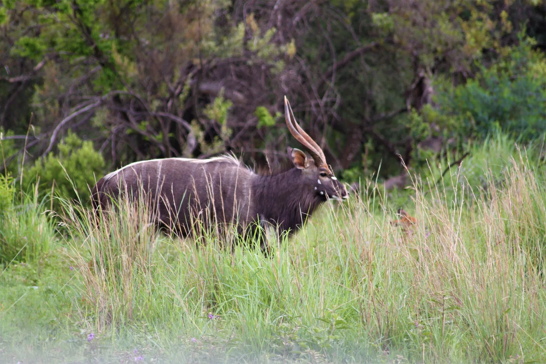 Leeuwspoor Wildlife Reserve (10)