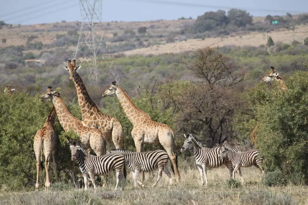 Leeuwspoor Wildlife Reserve (3)