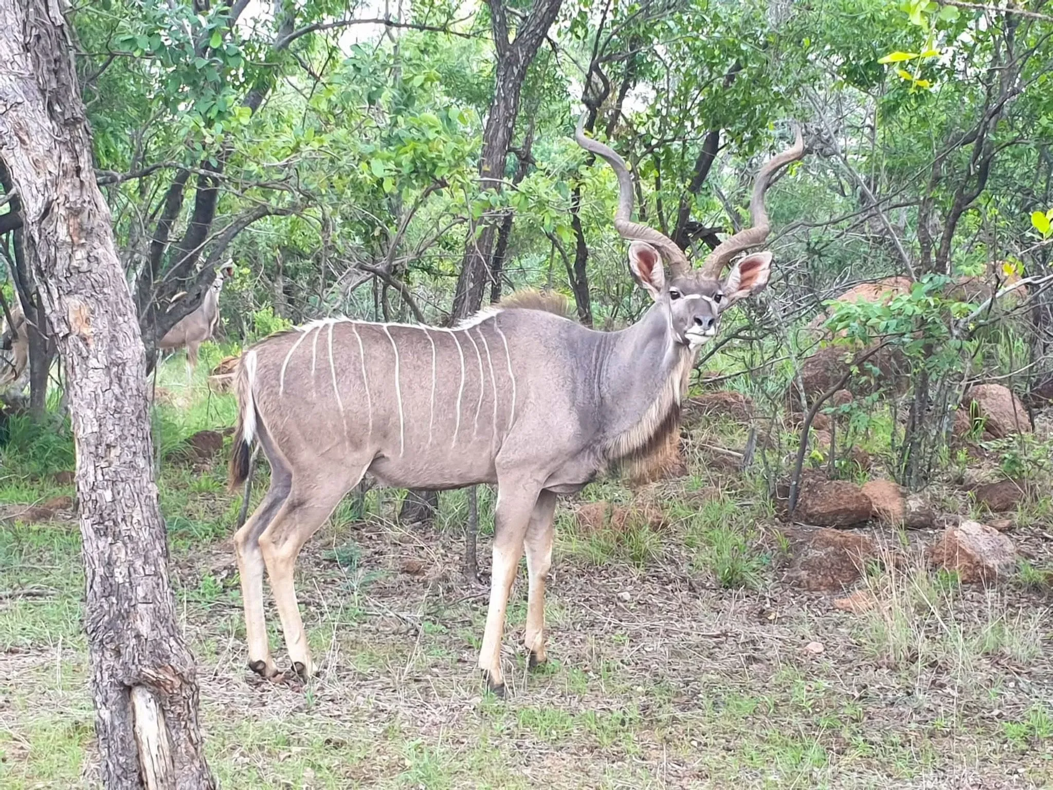 Buffelskloof Boskamp (6)
